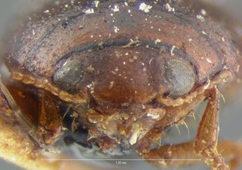 Media type: image;   Entomology 5991 Aspect: head frontal view